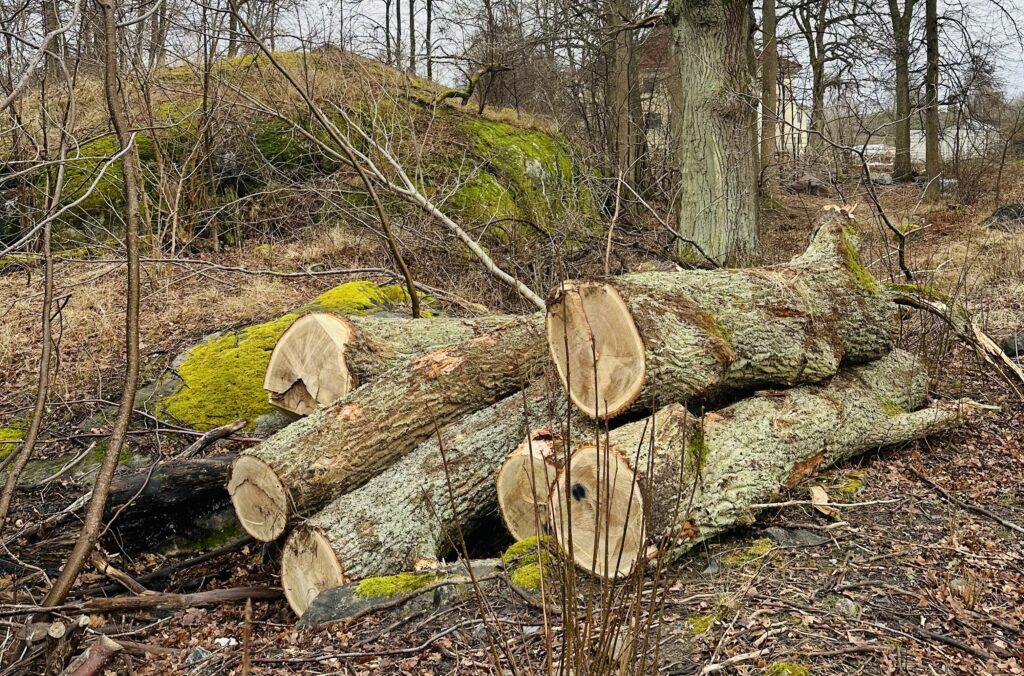 Trädstockar i en hög i träddunge